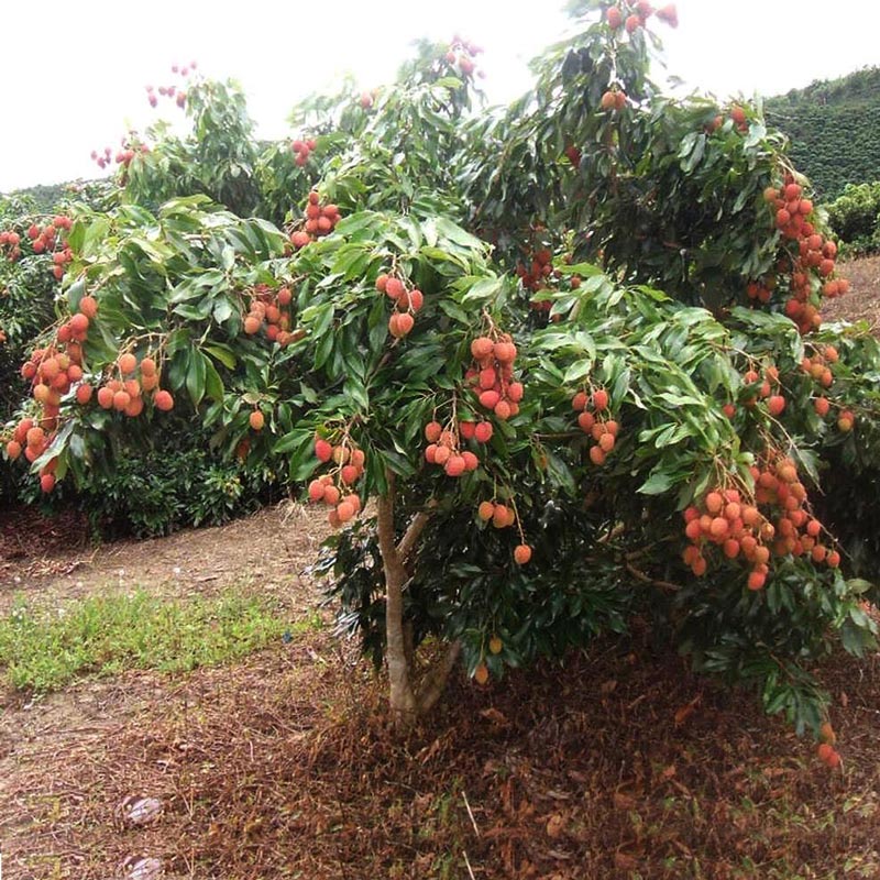 Como Plantar Arvore Lichia: Muda, Broto, Adubação