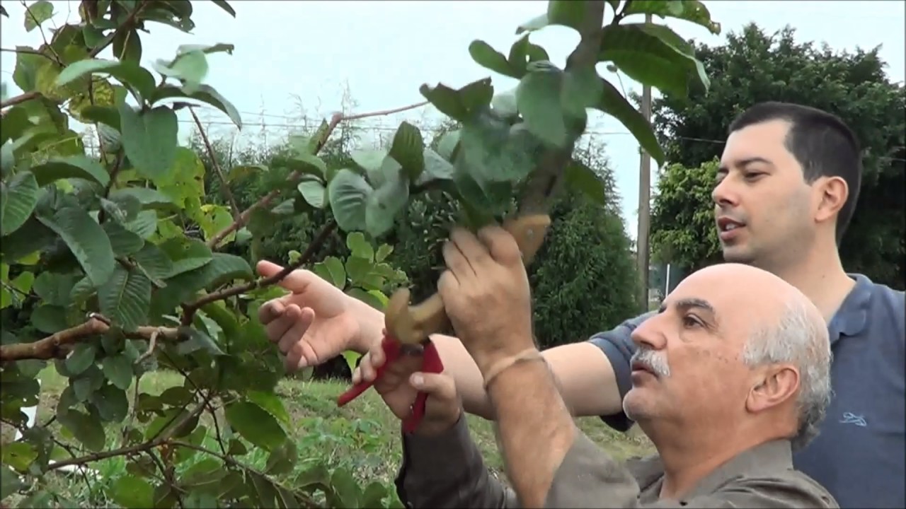 Poda de Produção, Goiaba, Época Certa e Melhor Mês
