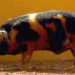 Porco piau alimentação rústica gramíneas