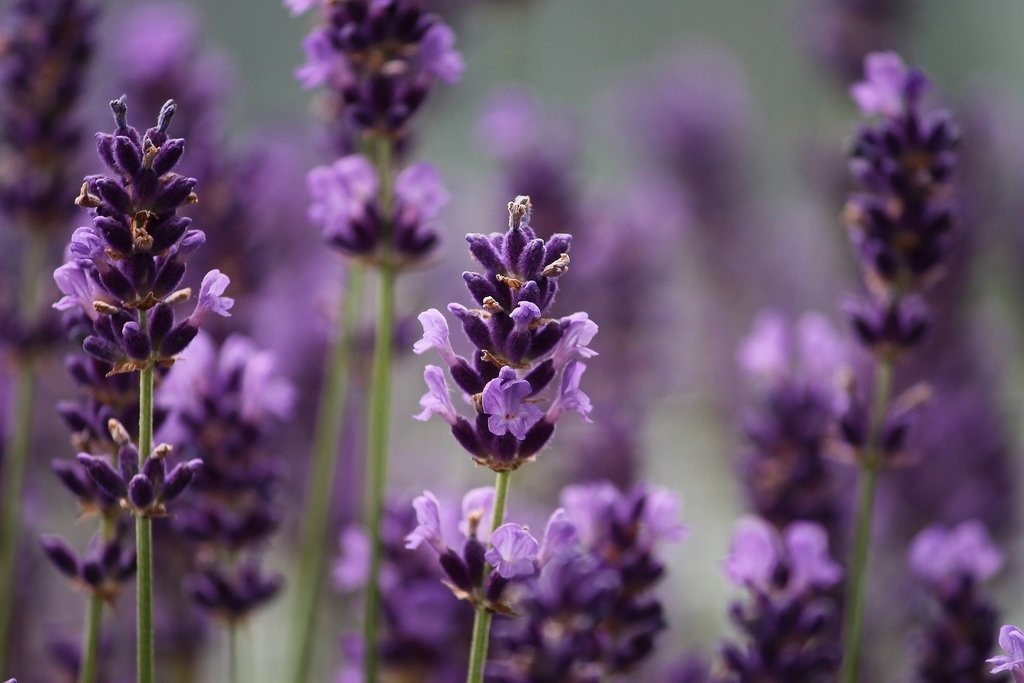 Como Fazer Aromatizador de Lavanda Natural em Casa?