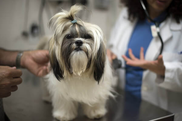 Lhasa Apso: Personalidade, Cuidados e Fotos