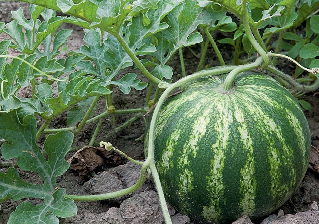 Adubação da Melancia, Poda e a Melhor Época Para Plantar