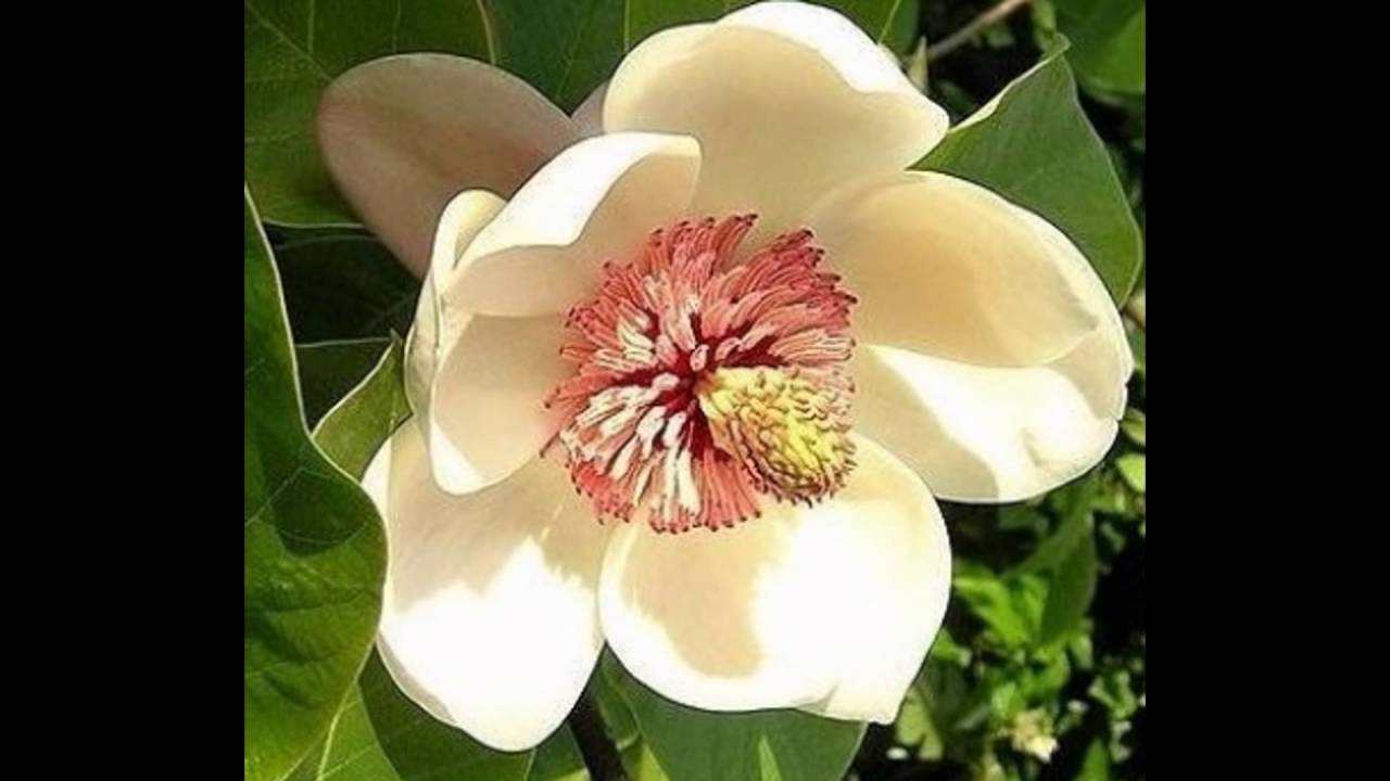 Magnólia Flor: Significado Mistico e Tatuagem Simbologia