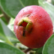 Araçá- Tempo Para dar Fruto – O que Fazer com Araçá?