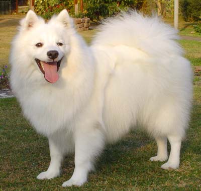 Spitz Japonês: Características, Mini, Fotos e Cores