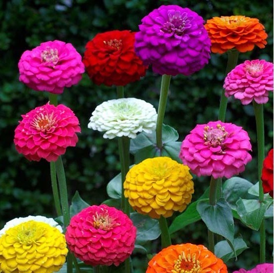 Nomes De Flores De a A Z