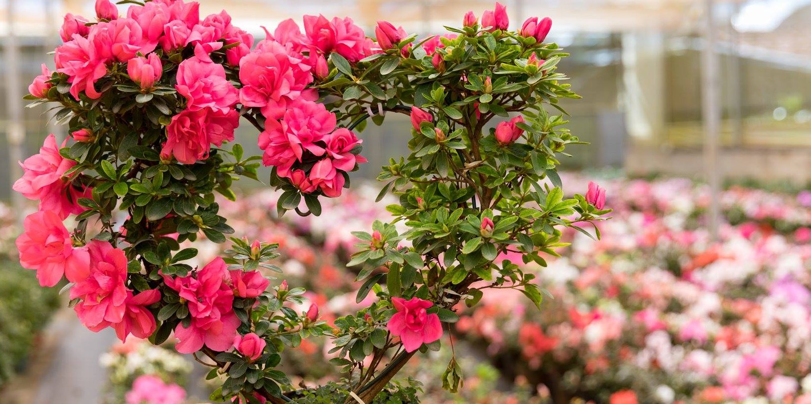 Por Que Minha Azaleia Não Dá Flores? Como Florir?