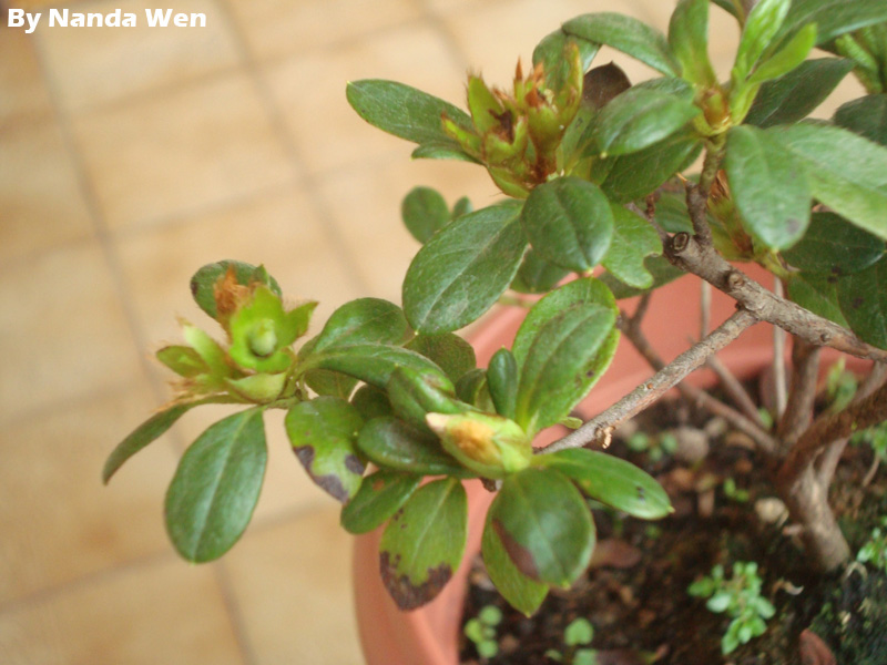 Azaleia Com Folhas Marrons Ou Caindo: Como Recuperar?
