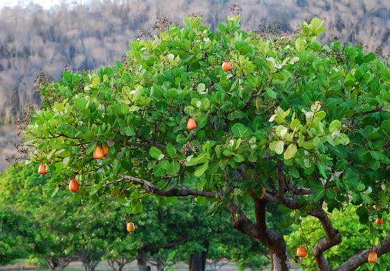 O Que Fazer Para O Cajueiro Dar Frutos?