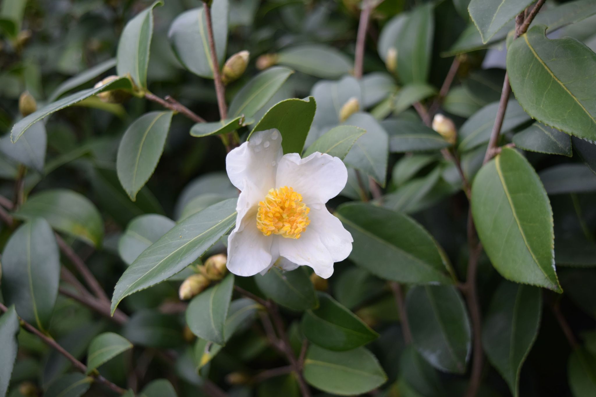 Camélia Camellia Oleifera: Características e Fotos