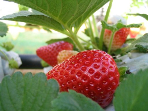 Árvore de Morango: Plantação de Pés de Morango e Dicas