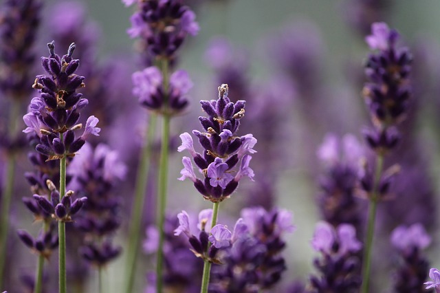 Como Usar Folhas da Planta Lavanda?