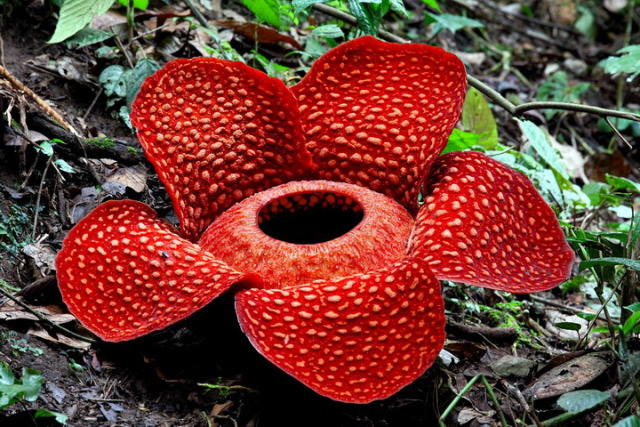 Flor-Monstro: Nome Científico, Características e Imagens