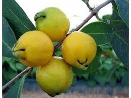 Benefícios e Malefícios da Fruta Araçá
