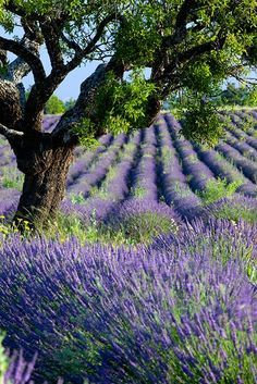 Como Fazer Lavanda Florir Mais Rápido?