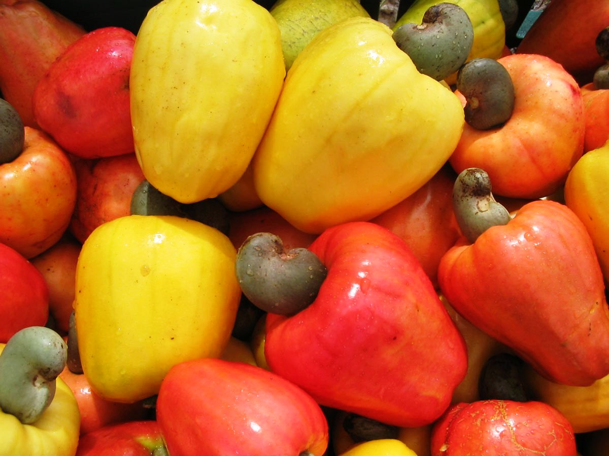 Caju: Origem e História da Fruta