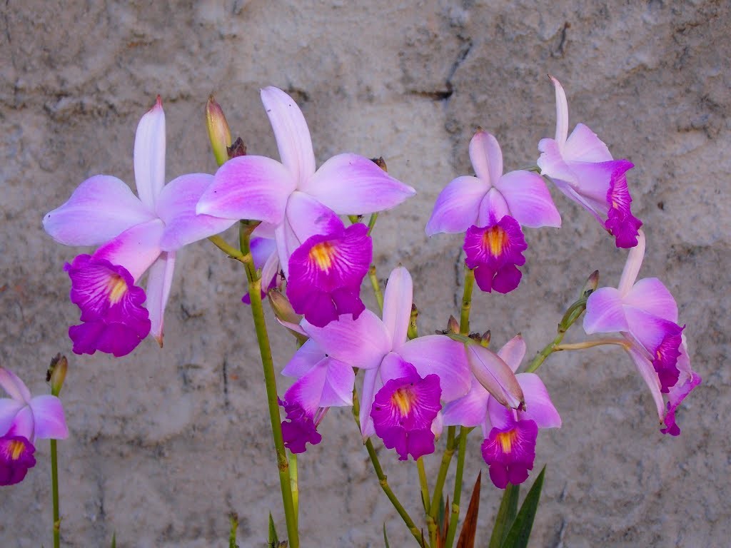 Catalogo De Orquídeas Com Nomes E Fotos Grandes