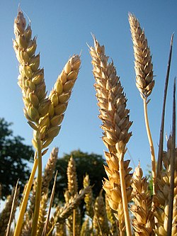 Maturação da Farinha de Trigo: Como Funciona o Processo?