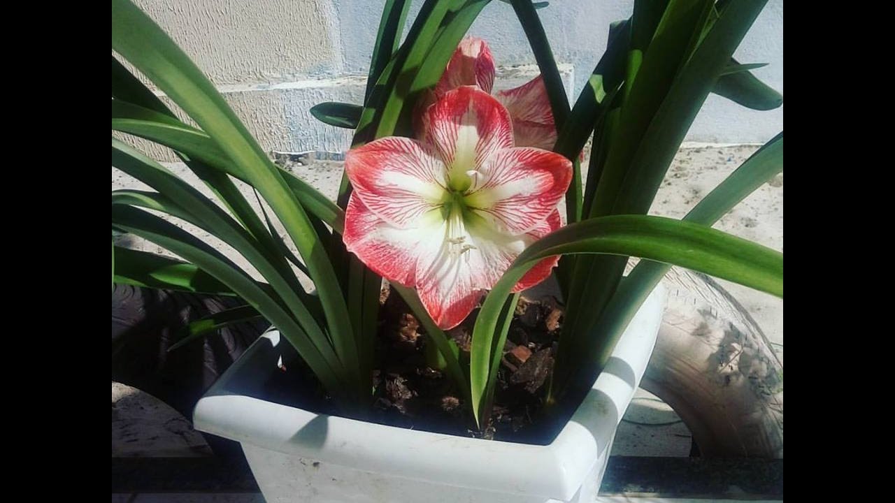 Qual o Melhor Adubo Para Amarilis? Existe Algum Caseiro?