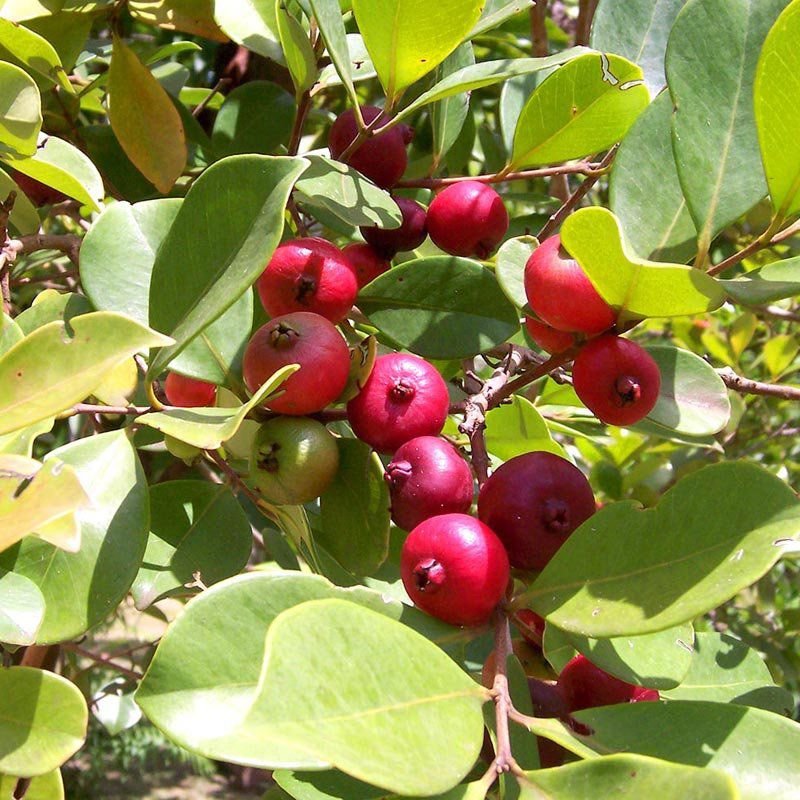 Araçá Vermelho: Pé, Características, Benefícios e Nome Científico