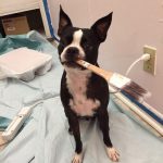Cachorro Com Um Pincel ma Boca