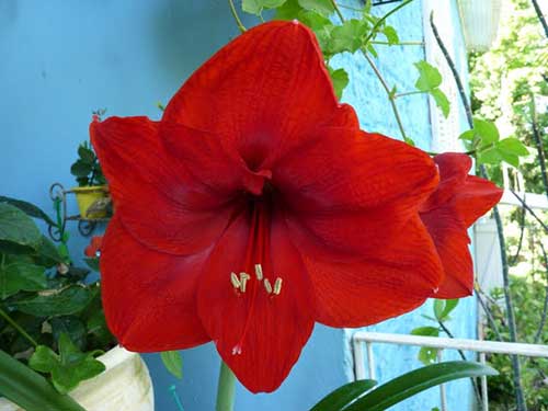 Flor Amarilis Vermelha: Como Cuidar, Como Florescer e Fotos