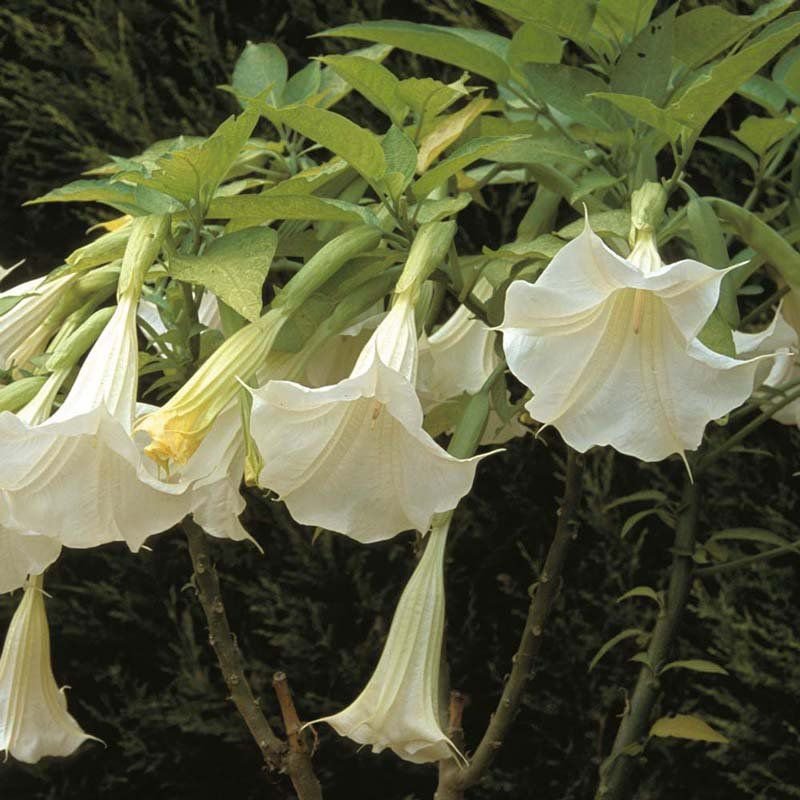 Flor Trombeta de Anjo: Características, Chá, Alucinógeno e Droga
