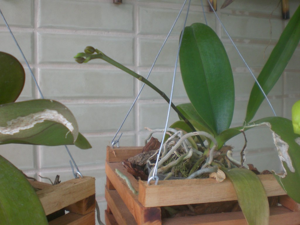 Como Nasce a Haste Floral da Orquídea