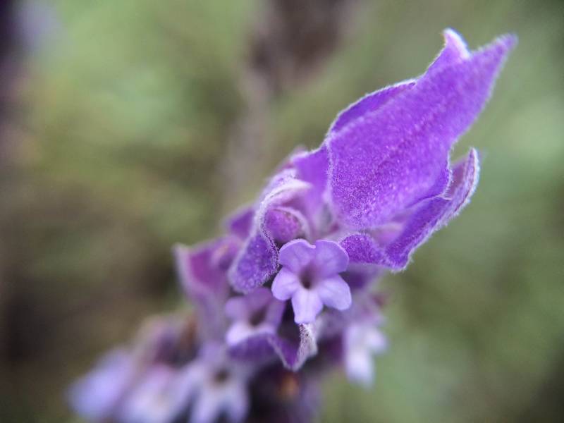 História de Flor de Lavanda e Sua Origem