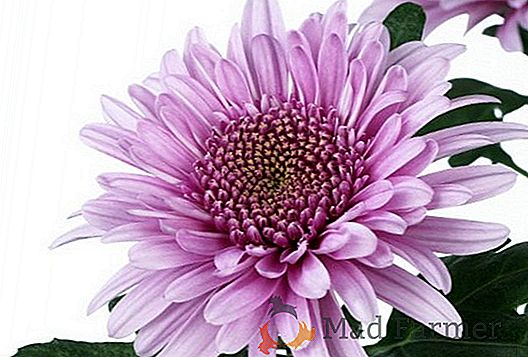 Crisântemo Lilas: Características, Como Cuidar, Preço e Fotos