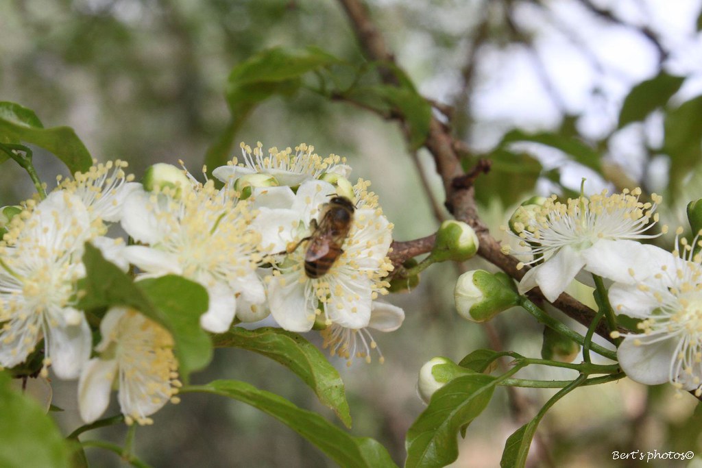 Flor de Gabiroba: Características, Nome Científico e Fotos