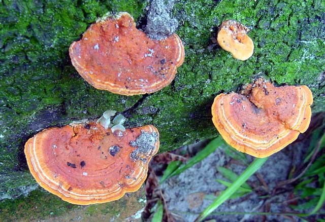 Diferença Entre Fungos Decompositores e Fungos Mutualísticos