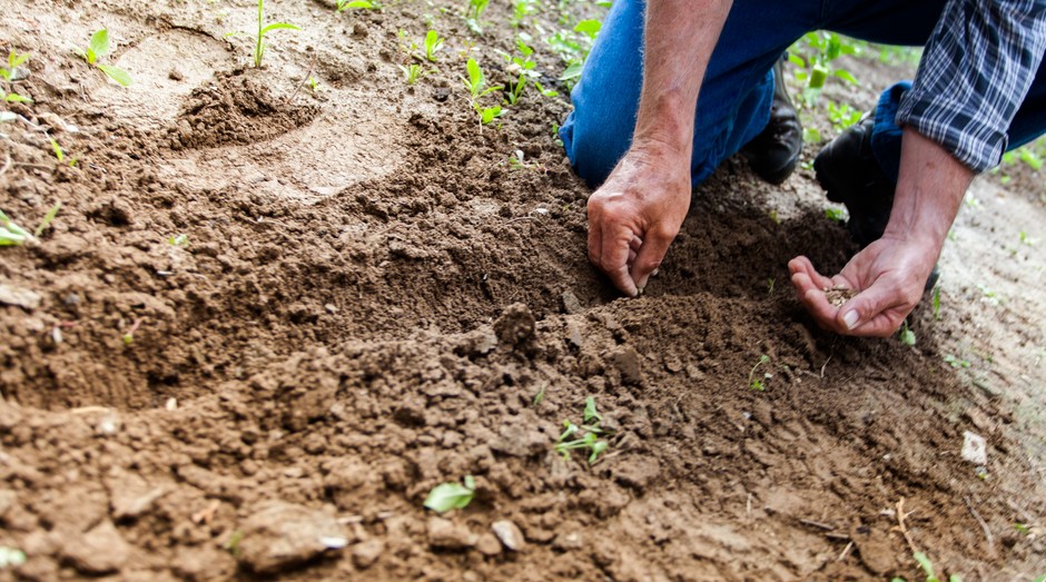 Qual a Importância dos Fungos na Agricultura?