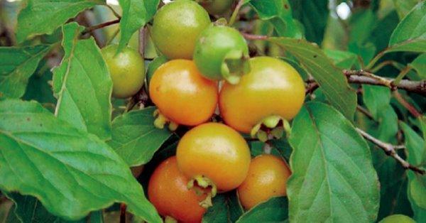 Como Plantar, Cuidar da Planta Gabiroba e Fazer Mudas