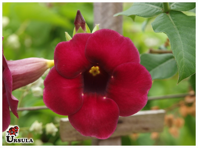 Alamanda Bordo: Nome Científico, Cuidados Com a Flor e Fotos 