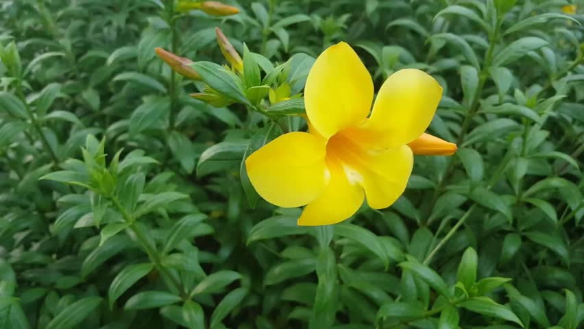 Alamanda Laranja: Nome Científico, Cuidados com a Flor e Fotos