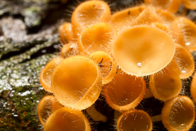 Tudo Sobre Fungos: Características, Nome Cientifico e Fotos