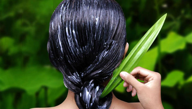 Lista de Tipos de Babosa Para Cabelo: Nome, Características e Fotos