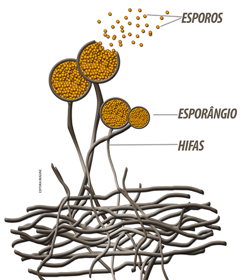Quais São As Partes do Corpo de Um Fungo?