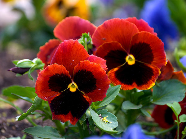 Flor Amor Perfeito de Verão: Características, Nome Científico e Fotos