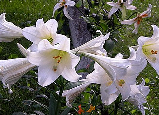 História do Lírio, Origem da Flor e Significado na Bíblia
