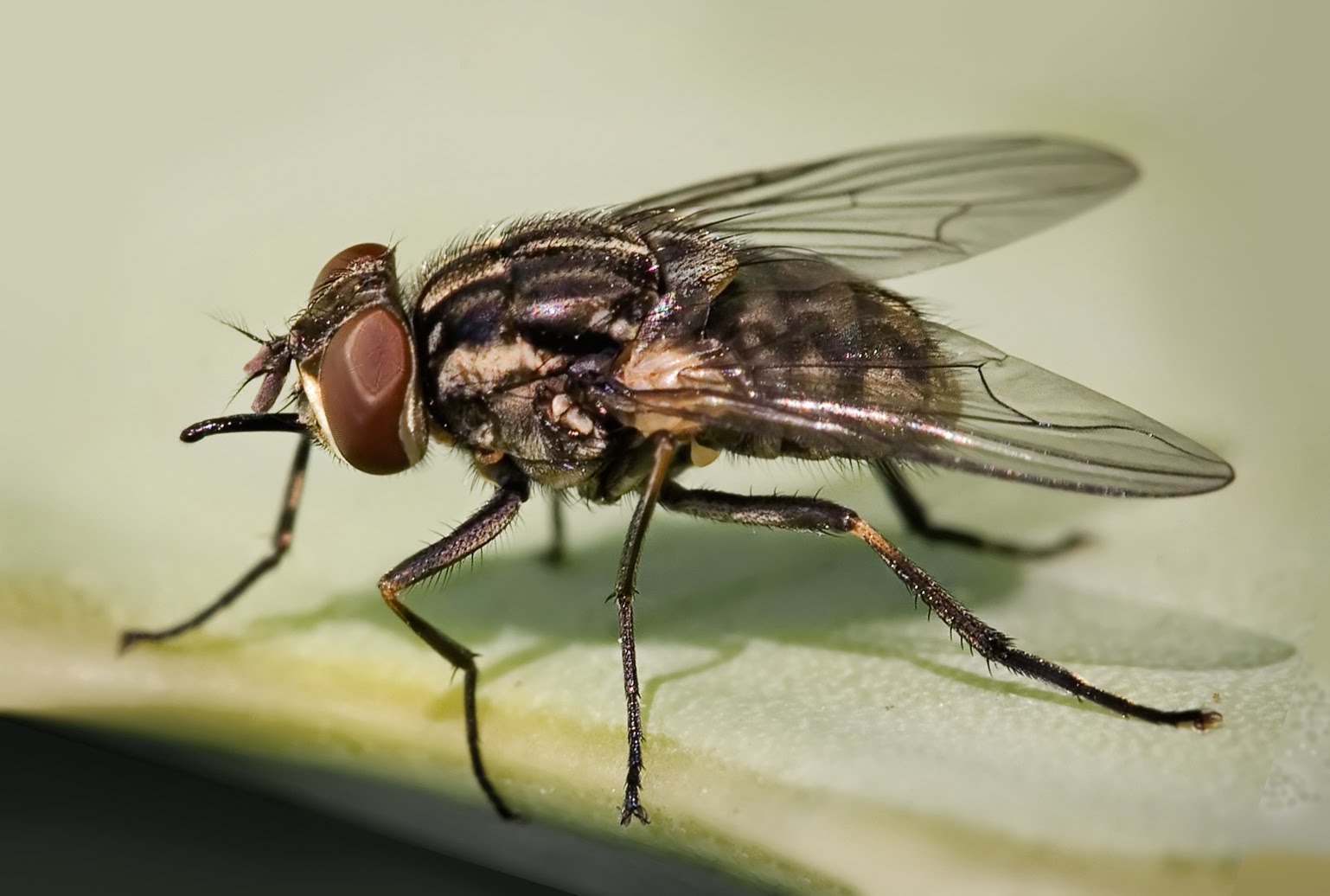 Quais São os Sintomas da Doença da Mosca? Como Tratar?