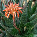 Aloe maculata 2