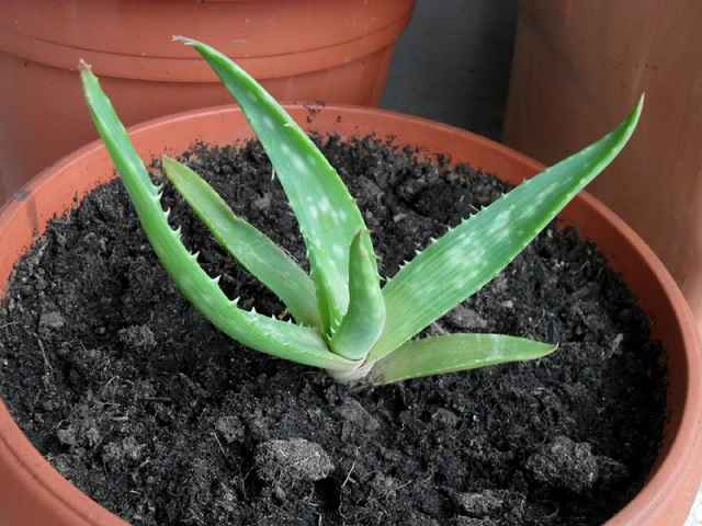 Como Cuidar de uma Planta Babosa em Vaso? Dicas de Cultivo