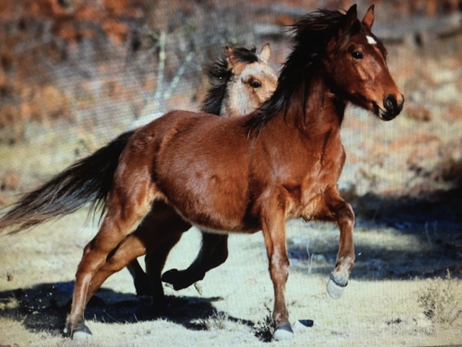 Raça de Cavalo Brumby: Características, Fotos, Historia e Origem