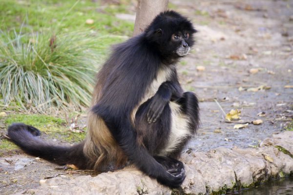 História do Macaco e Origem do Animal