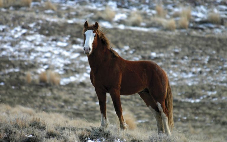 Cavalo Mustang na Montanha