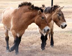 Cavalos Selvagens: Curiosidades, Habitat, Origem e Imagens