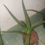 Cultivo da Babosa Pintada 5