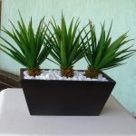 Cultivo da Babosa Pintada 6